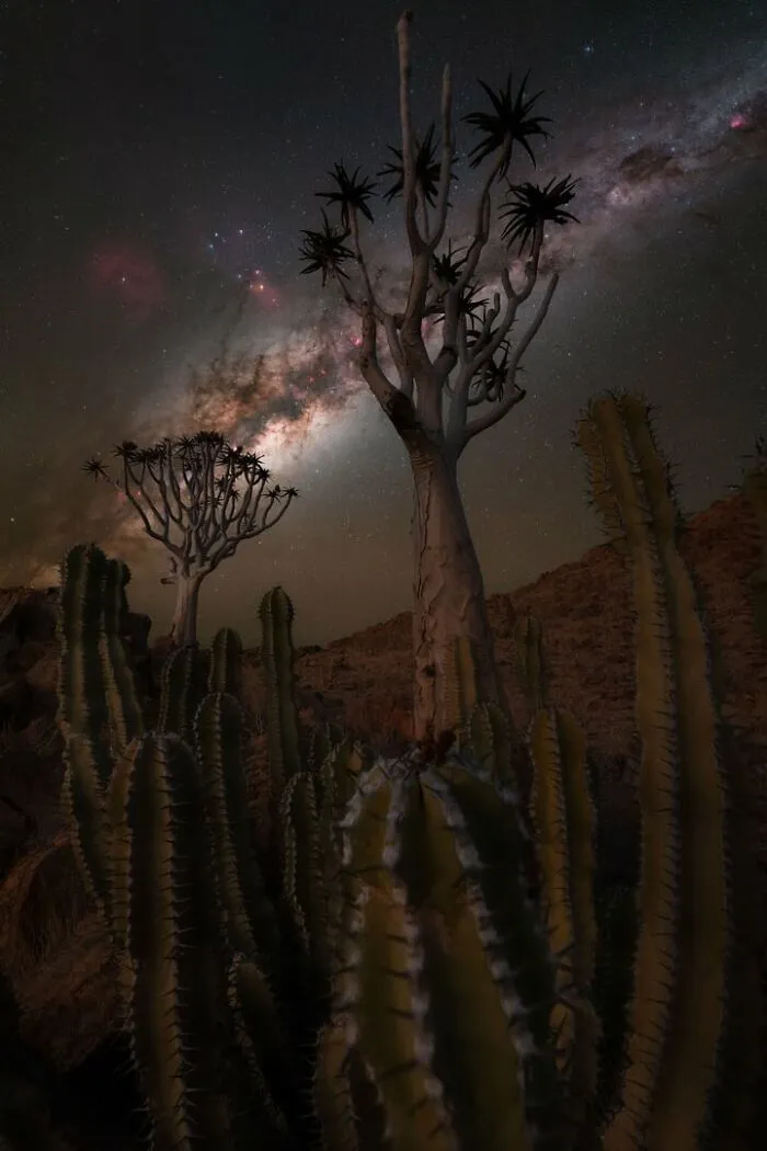 “Spines And Starlight” By Burak Esenbey