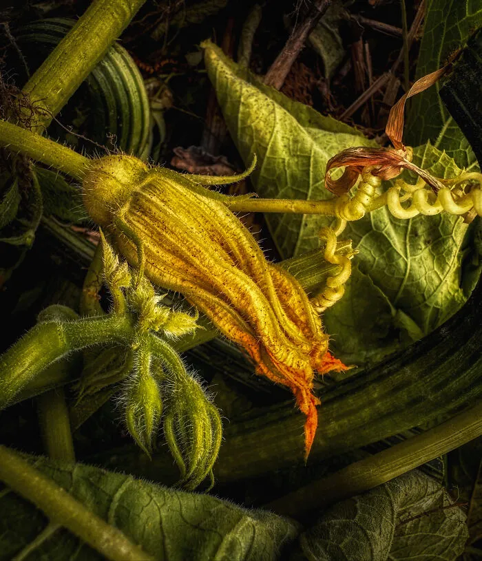 On The Phone In Support Of Action Against Hunger: Squash Blossom By Linda Repasky, United States