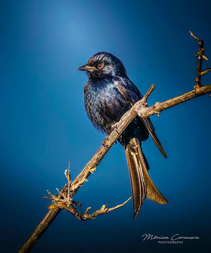 30 Captivating Wildlife Photos That Showcase Nature’s Raw Beauty By Mónica L. Corcuera