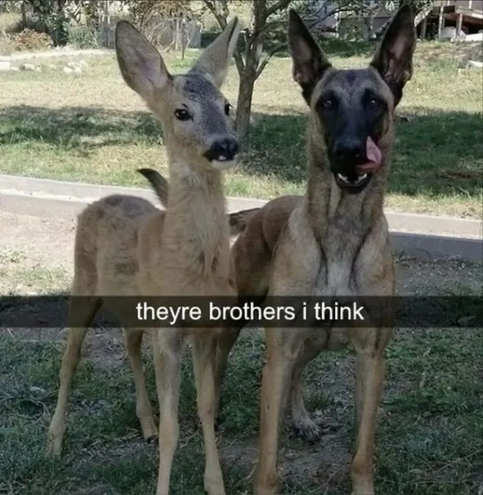 50 Hilarious Moments Of Pets Being All Drama, No Solutions (New Pics)