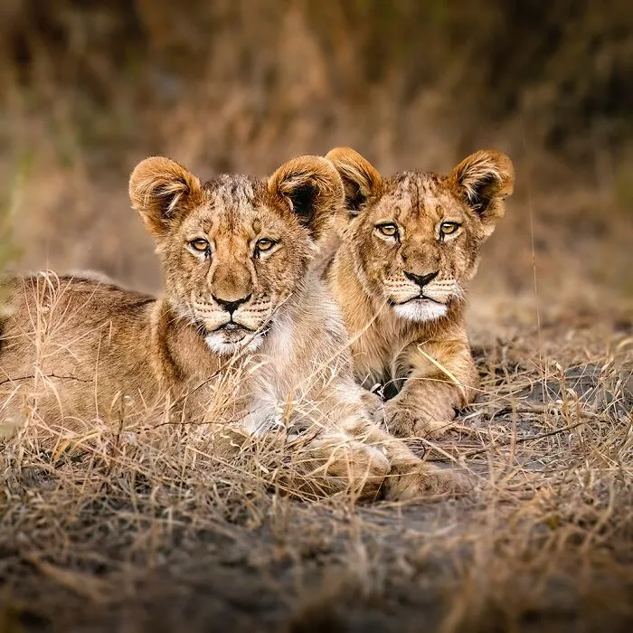 Two young lions resting in dry grassland, showcasing unforgettable wildlife moments in natural habitat.