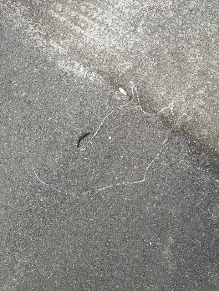 Got Suggested This Group To Share My Picture Of A Slug Making A Self Portrait:
