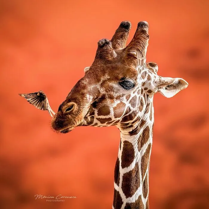 30 Captivating Wildlife Photos That Showcase Nature’s Raw Beauty By Mónica L. Corcuera