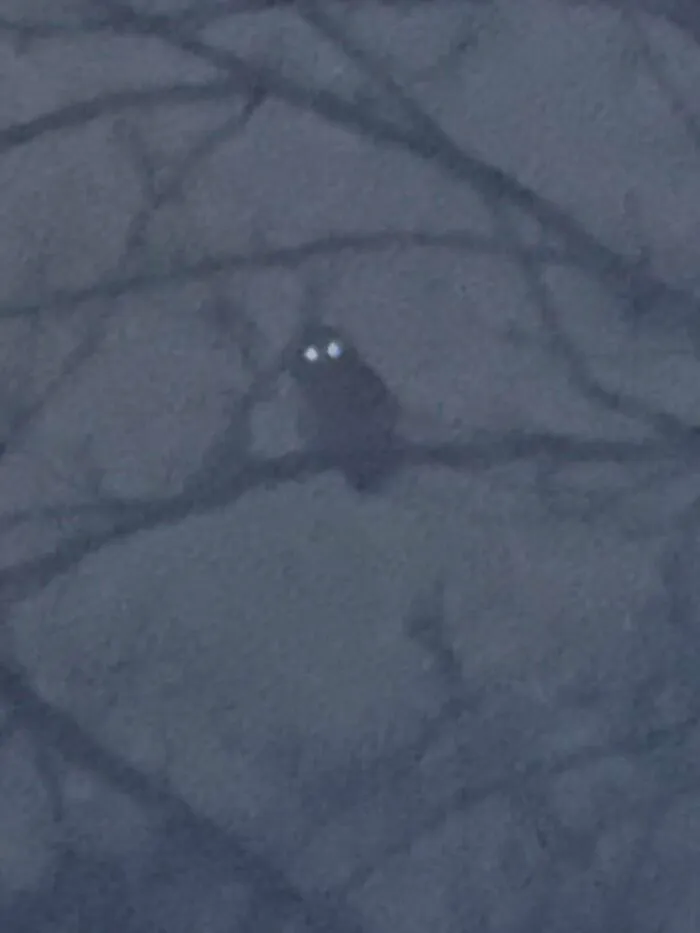 Blurry nighttime wildlife pic of an owl perched on a tree branch with glowing eyes and dark surroundings.