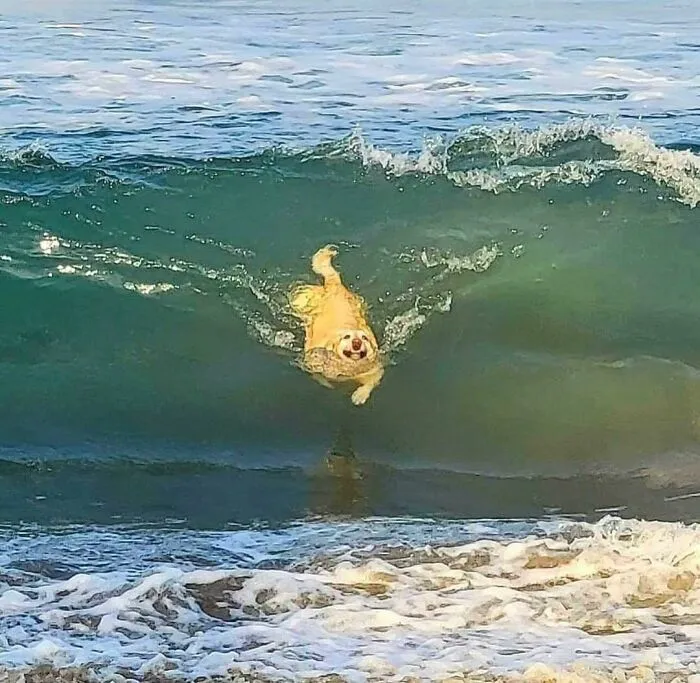 50 Hilarious Pictures Of Animals Going Off The Rails And Full “Goblin Mode” (New Pics)