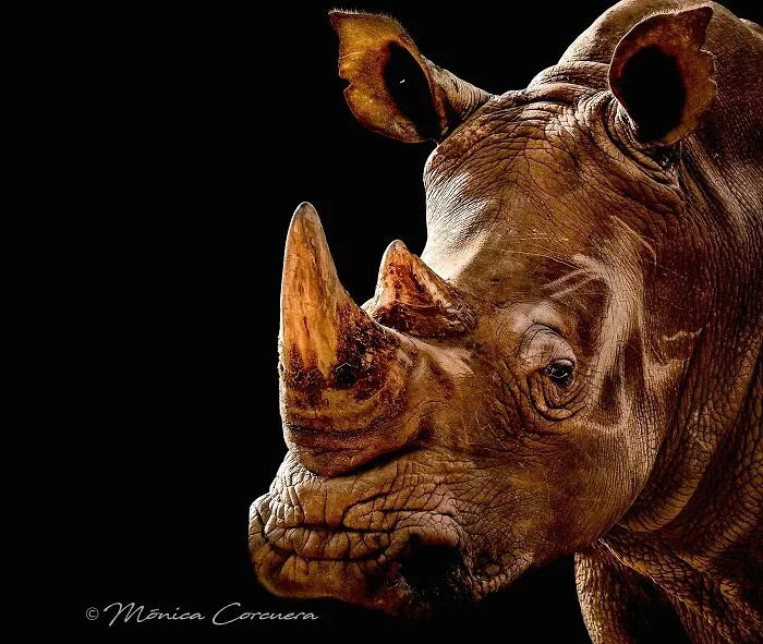 30 Captivating Wildlife Photos That Showcase Nature’s Raw Beauty By Mónica L. Corcuera