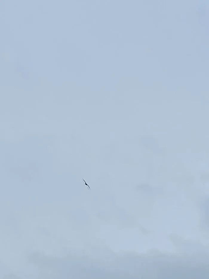 Wildlife bird flying alone in an overcast sky captured in a casual, unpolished wildlife photo.