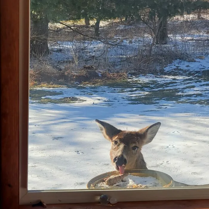 Deer outside window making a funny face while eating in a snowy wildlife scene with trees in the background.