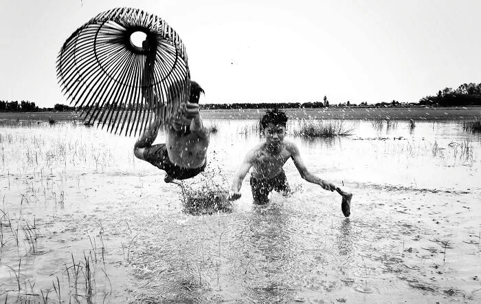 Bring Home The Harvest: Net Fish In Water Fields By Chang Jiangbin, China