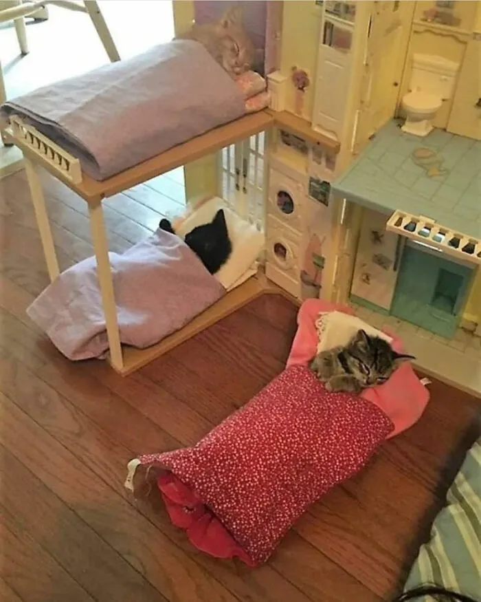 50 Hilariously Chaotic Cats Who Look Like They Were Programmed Wrong (New Pics)