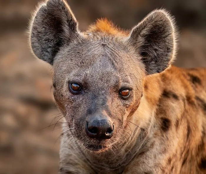 30 Captivating Wildlife Photos That Showcase Nature’s Raw Beauty By Mónica L. Corcuera