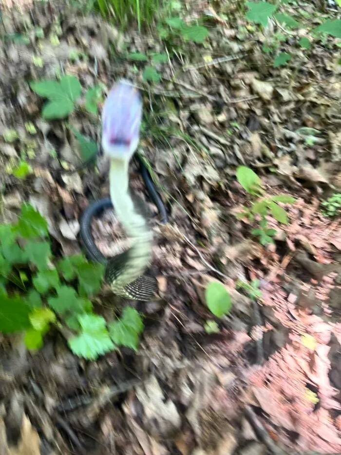 Blurred wildlife pic of a snake with an open mouth in a natural forest setting, showcasing a hilarious wildlife moment.