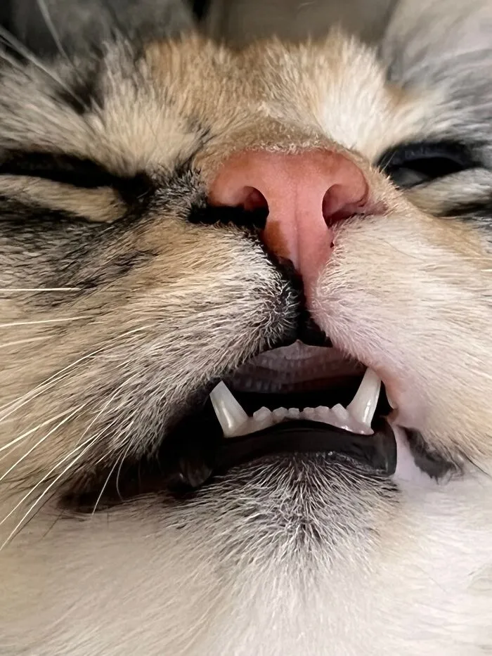 Kitty Teefs