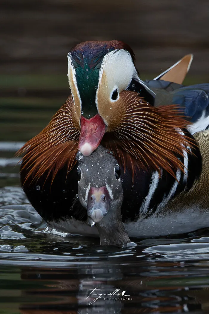I've Been Holding Onto This Photo For A Long Time! Today's The Day I Get To Post It! Happy Valentines Day To All You Lovey Ducks Out There!  Canon R3 + Rf100-500 Shibdon Pond