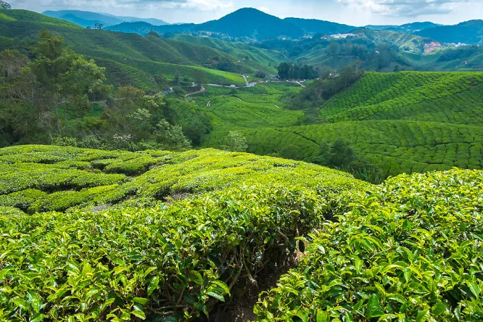 Cameron Highlands, Pahang, Malaysia