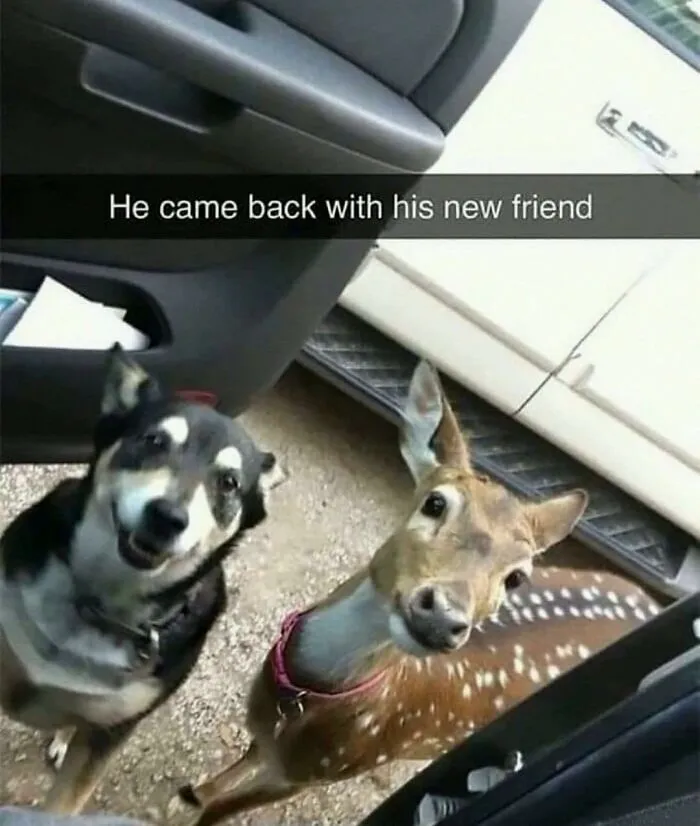 50 Hilarious Pictures Of Animals Going Off The Rails And Full “Goblin Mode” (New Pics)