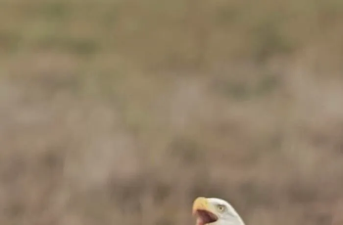 Close-up of a bald eagle making a funny expression in a natural outdoor setting, highlighting hilarious wildlife moments.