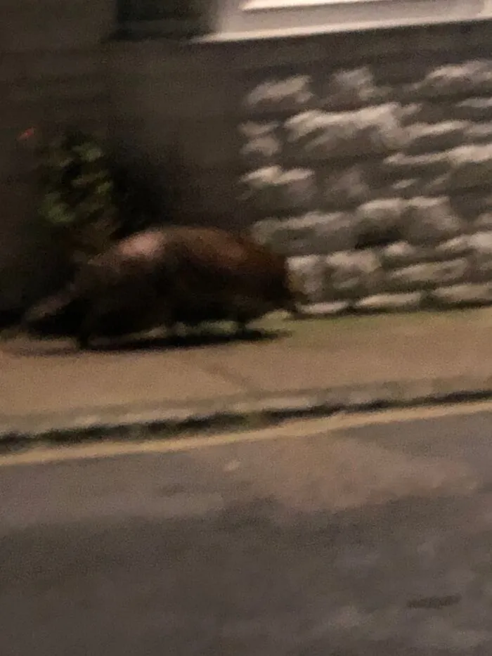 Blurry nighttime wildlife pic of an animal on the sidewalk next to a stone wall, capturing an unpolished moment.