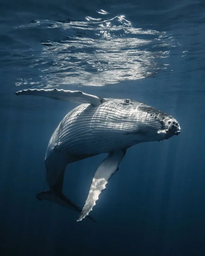 Photographer Captures Breathtaking Underwater Scenes (30 Pics)