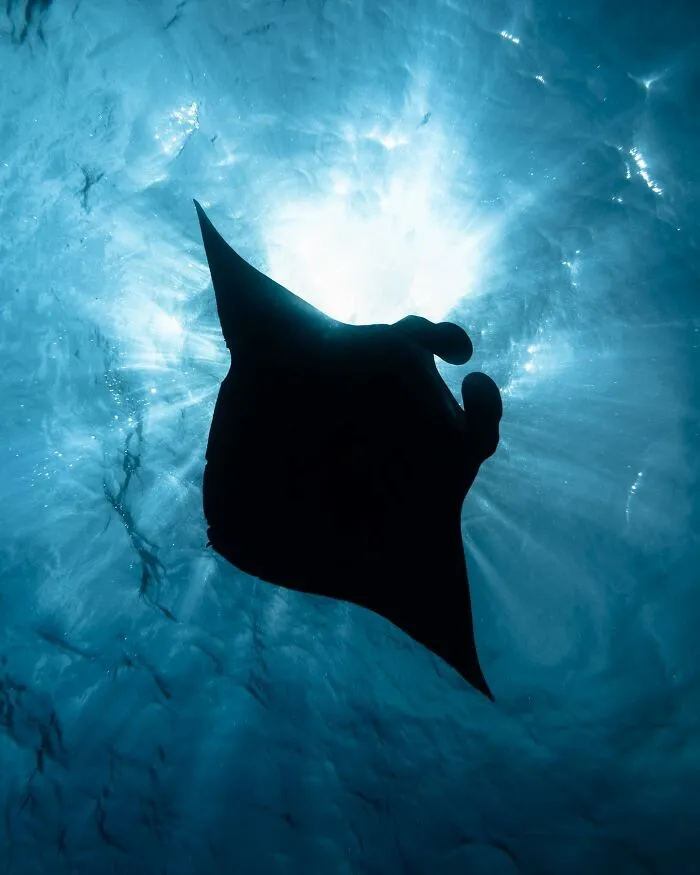 Photographer Captures Breathtaking Underwater Scenes (30 Pics)