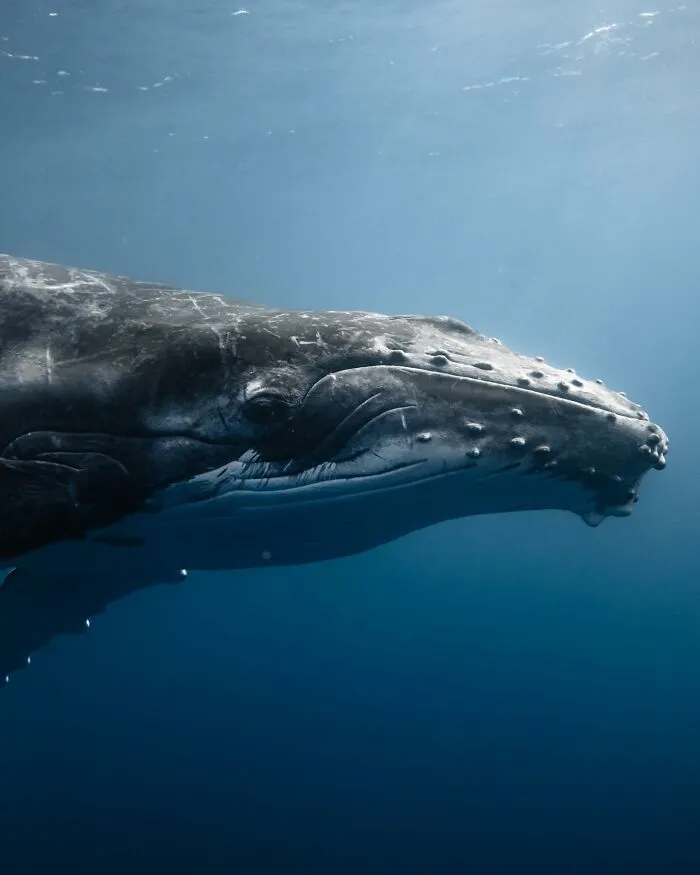 Photographer Captures Breathtaking Underwater Scenes (30 Pics)