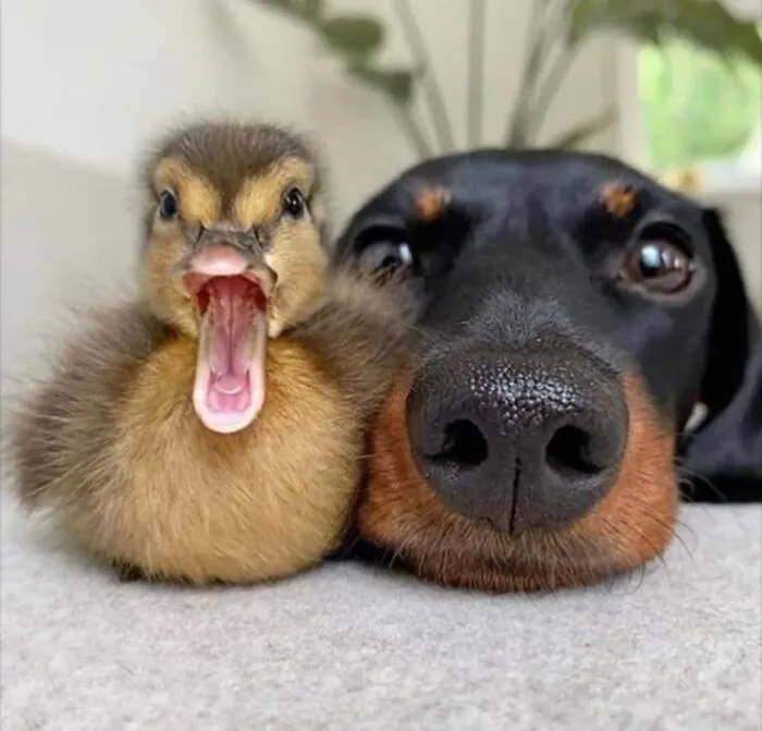50 Hilarious Moments Of Pets Being All Drama, No Solutions (New Pics)