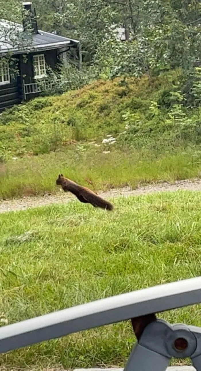 Squirrel caught mid-leap with elongated body in a funny wildlife pics moment near a cabin and greenery.