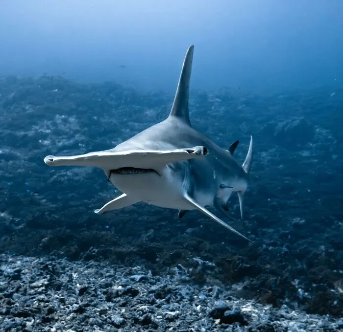 Photographer Captures Breathtaking Underwater Scenes (30 Pics)