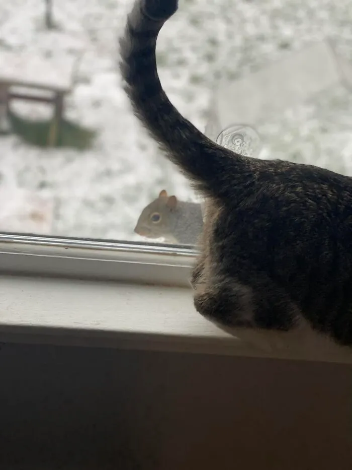 Cat tail in foreground with squirrel visible through window in a funny wildlife pic showing natural animal behavior.