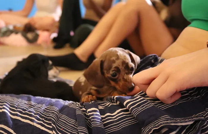 A small puppy biting a person’s finger on their lap during casual indoor moments, an unforgettable experience to avoid again.