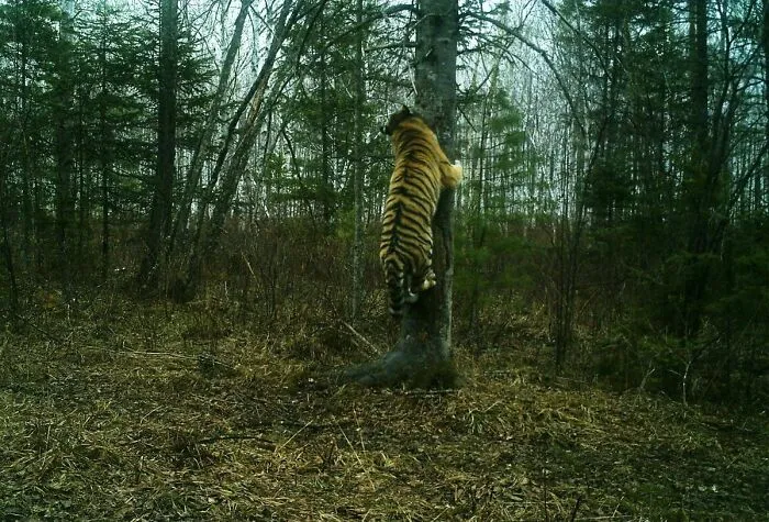  A Tiger Stalked A Poacher And Waited Hours For Him To Come Home