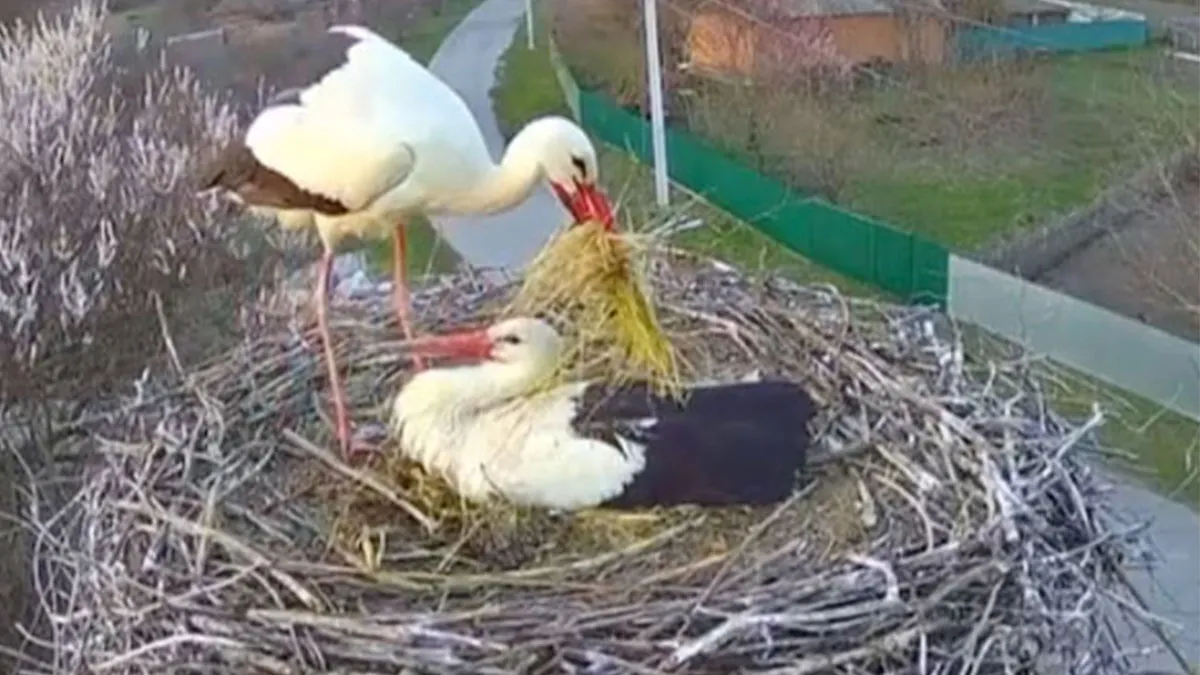 Internet Falls In Love With Ukrainian Storks Caught In A Relationship Scandal