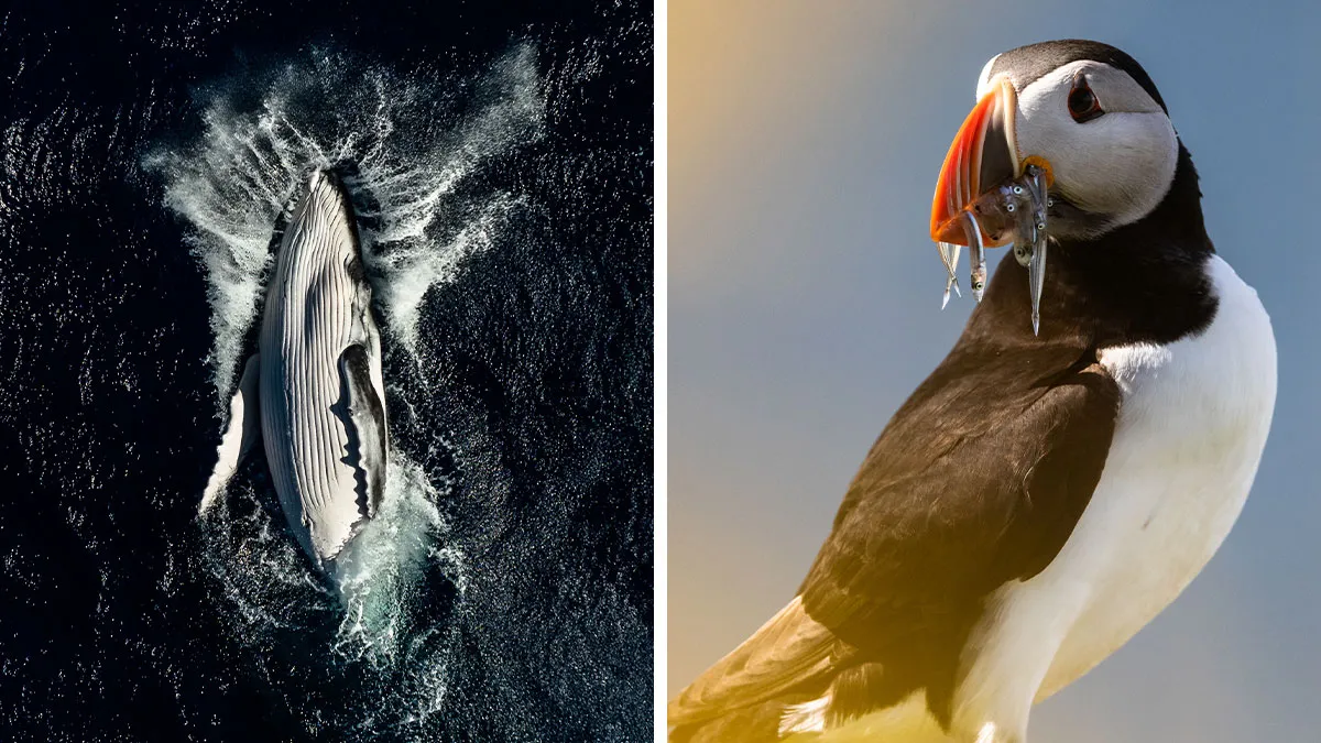 The Photographer Dedicated To Marine Conservation Captured These 30 Captivating Pics
