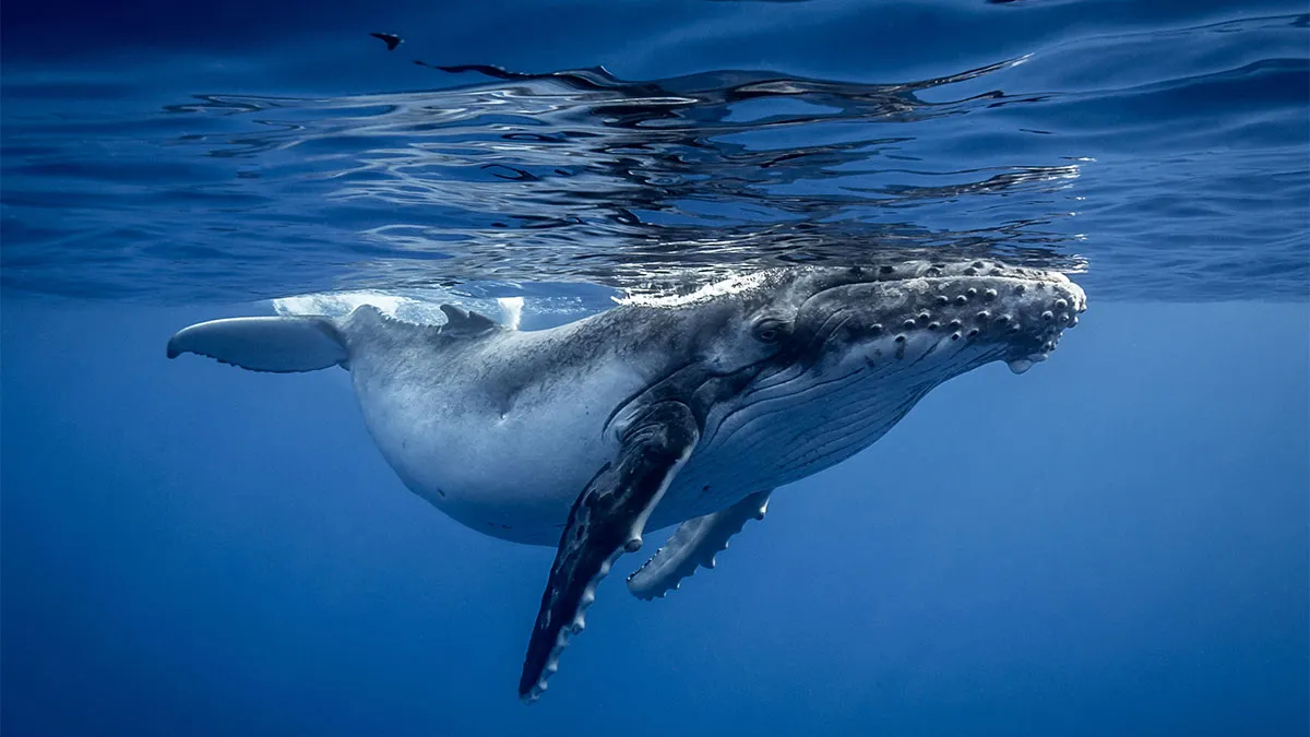 If You Love The Ocean, You Might Want To See These 35 Underwater Photos By Joeva Dachelet