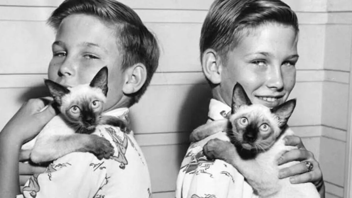 47 Adorable Vintage Photos Showcasing The Timeless Bond Between Kids And Cats, As Collected By This Page