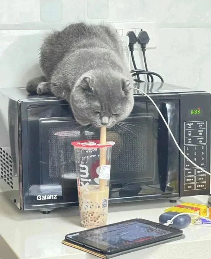 50 Hilariously Chaotic Cats Who Look Like They Were Programmed Wrong (New Pics)