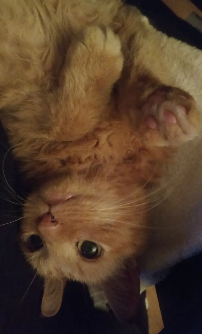 My Little Girl