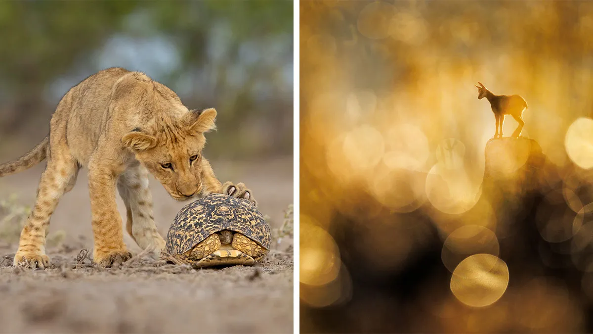 Nature’s Masterpieces: The GDT Photography Competition 2024 Revealed The Winners (20 Pics)