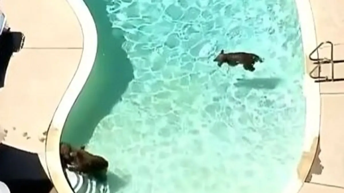 19 Hilarious Times Animals Created Total Chaos In Public
