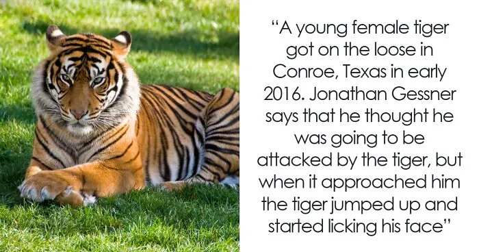 19 Hilarious Times Animals Created Total Chaos In Public