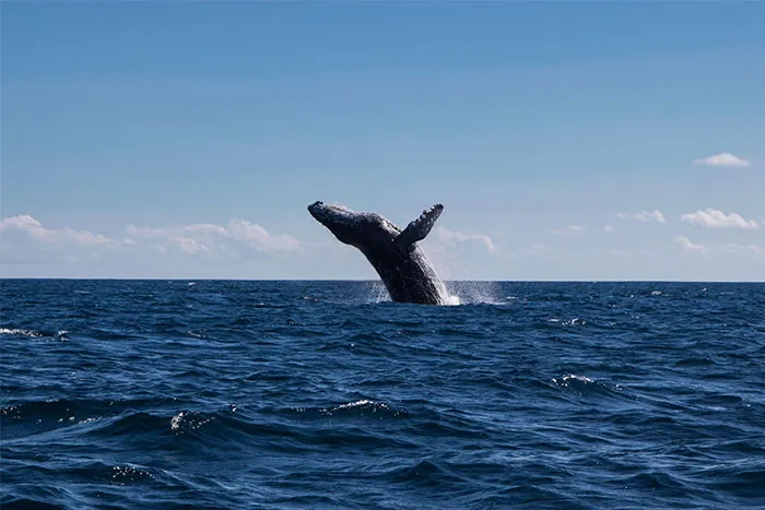 “People Who Have Worked At Sea, What’s The Creepiest Thing That’s Happened?” (50 Answers)