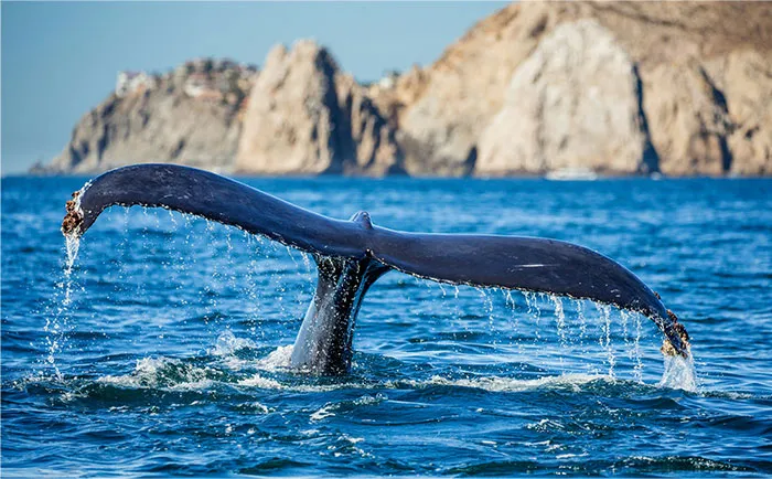 “People Who Have Worked At Sea, What’s The Creepiest Thing That’s Happened?” (50 Answers)