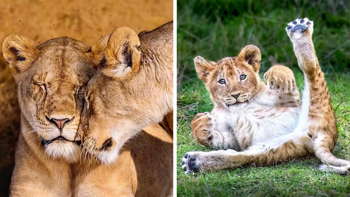 30 Captivating Wildlife Photos That Showcase Nature’s Raw Beauty By Mónica L. Corcuera