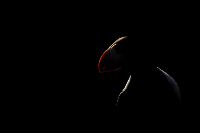 Finalist: "Puffin Profile" By Alex Pansier