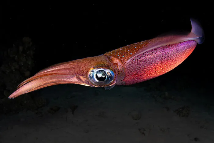 Finalist: "Squid On The Run" By Alessandro Grasso