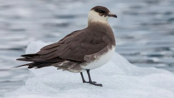 Skuas Went After Researchers Who Interfered With Their Nests 