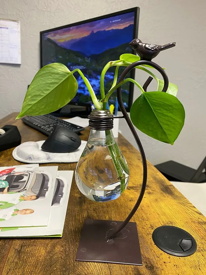 Your Sad, Barren Desk Landscape Is Practically Begging For A Tiny, Thriving Ecosystem, And This <a Style="Display:inline;" Href="Https://Www.amazon.com/Marbrasse-Hydroponics-Decoration-Terrarium-Scindapsus/Dp/B07dqymlkt?ie=utf8&th=1&linkcode=ll1&tag=bpsheep-20&linkid=ff925cbe4d5be205ec407e09cb655b61&language=en_us&ref_=as_li_ss_tl" Target="_blank"><span Style="Font: Inherit; Color: #d74b1f;"> Desktop Hydroponic Plant Stand </Span> Is Here To Deliver Some Green Without Demanding You Remember What Day It Is (It's Monday, Sorry)
