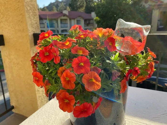 Your Plants Get A Steady Drink And You Get A Daily Dose Of Adorable, Because These <a Style="Display:inline;" Href="Https://Www.amazon.com/Kikihome-Waterer-Watering-Globes-Outdoor/Dp/B07xp9rkg2?ie=utf8&linkcode=ll1&tag=bpbison-20&linkid=c8654a99b436b44369656ab82a4240f4&language=en_us&ref_=as_li_ss_tl" Target="_blank"><span Style="Font: Inherit; Color: #d74b1f;"> Kitty Self Watering Water Globes </Span> Are Basically The Cutest Little Hydration Helpers Your Mood (And Your Forgetful Nature) Could Ask For