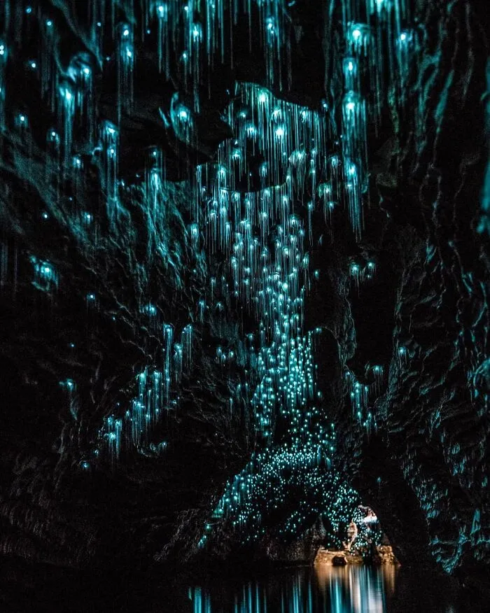 Unbelievable Sight At Glowworms In Waitomo Caves, New Zealand