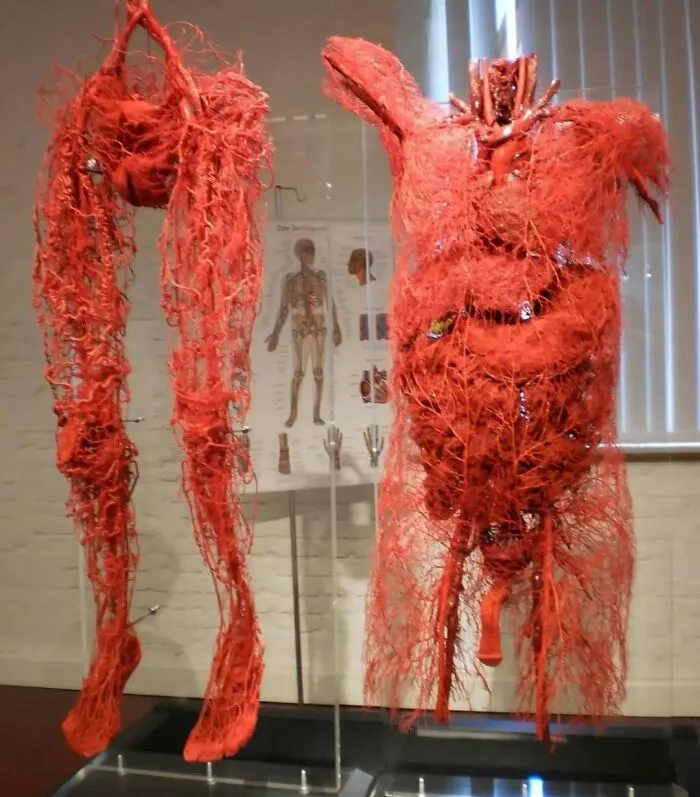 El cuerpo humano tiene más de 60.000 millas de vasos sanguíneos
